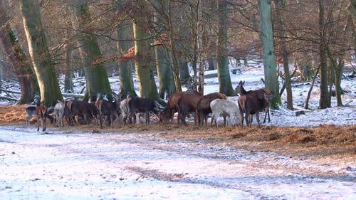Wild deer park winter group of dear brown white – 4K Ultra HD UHD