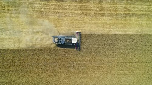 Aerial of Combine Working in the Field Harvesting Crops Gathering Season