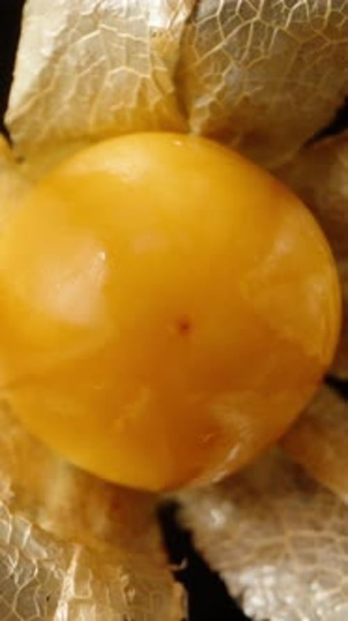 Vertical. falling, a berry inside a Physalis plant spins against a black background. Macro zoom