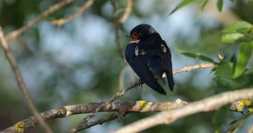 A Barn Swallow (hirundo rustica) perched on a branch, the Camargue, Southern France