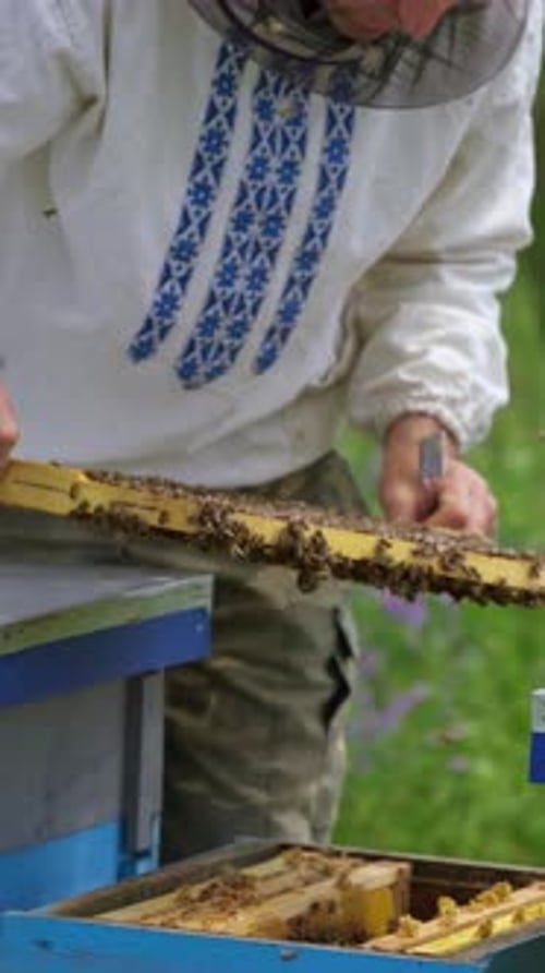Beekeeper works in apiary. Beekeeper inspects the frame with bees