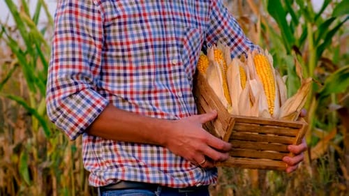 A Man Farmer Harvests Corn in a Field Selective Focus