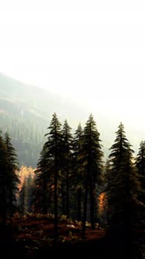 A Forest Filled with Lots of Tall Trees