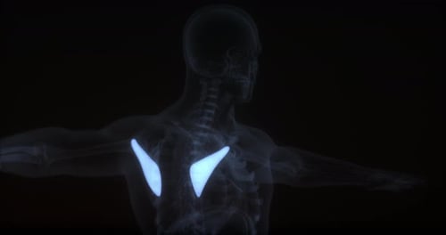 Human Scapula Rotation 3D Medical Animation