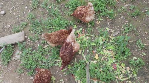 Viele rote Hühner an einem Sommertag im Dorf
