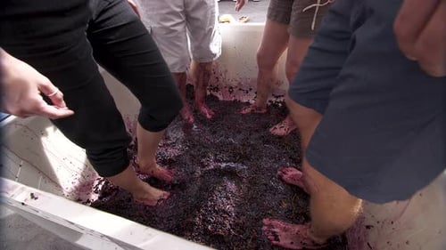 four friends Stomping grapes at a winery