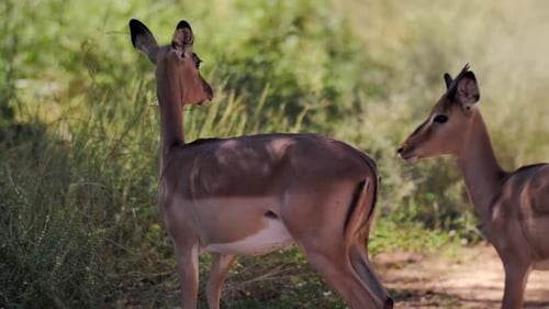 Impalas Standing Alert in the Wild