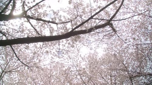La saison des sakura à Tokyo : la nature urbaine au printemps Découvrez les parcs et les rues de Tokyo ornés de cerisiers
