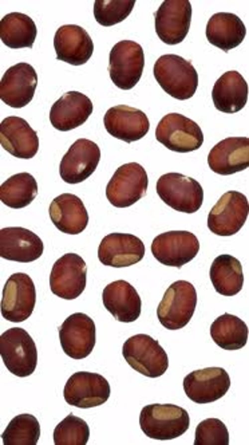Vertical Falling Chestnuts on White