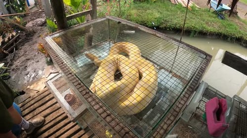 Python birman jaune en cage aux Philippines. Ordinateur de poche