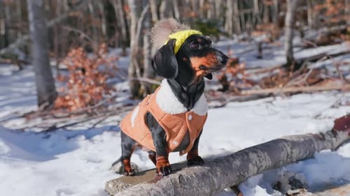 Stylish dachshund in winter forest outfit