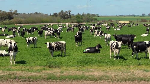 Luftaufnahme einer großen Herde argentinischer kreolischer Milchkühe, die auf einem Industriebetrieb weiden. 4k.
