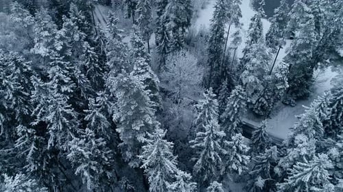 Aerial drone shot over frozen lake surrounded by coniferous trees along snow covered landscape on a