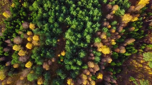 Autumn in a forest, aerial top view, mixed forest, green conifers, birch trees with yellow leaves, f