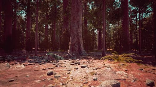 Soleil matinal dans les séquoias de Mariposa Grove