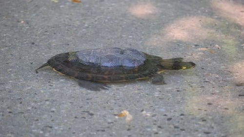 A Small Turtle on the Seashore in the Water Concept of Turtles
