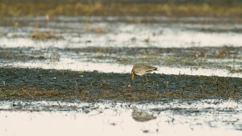 Black tailed godwit close up in spring migration wetlands feeding in morning light