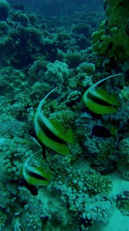 Striking Fish Swim Among Colorful Coral Reef
