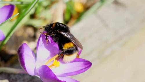 A Bumblebee checks out a purple crocus and then flies off in search of other flowers.