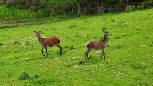 Aerial view of two female deer (also known as does or hinds) in the wild