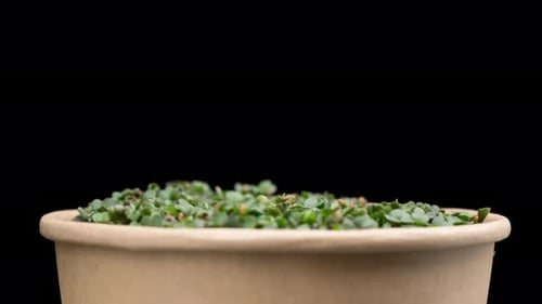 Microgreens Growing in Container Time Lapse