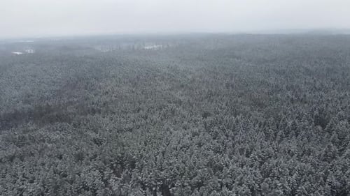 Aerial View of Endless Spruce Winter Forest During Snowfall Snowy Forest