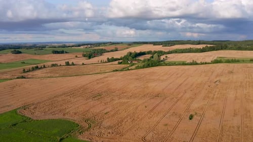 Flight over the wheat field at sunset
