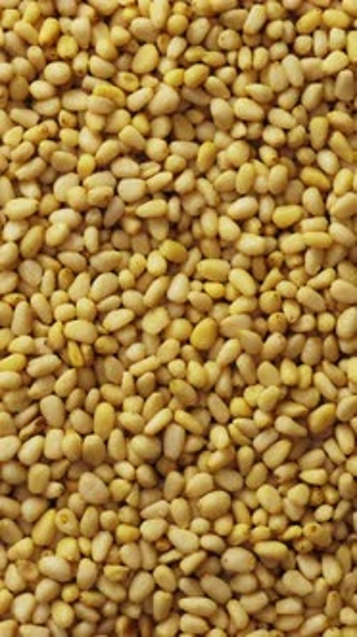 Pine Nuts Background Unshelled Cedar Seeds Closeup Rotate Vertical