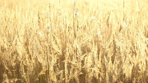 Golden autumn field panorama basking in the warm glow of sunset