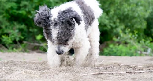 Dog digging in sand at the park
