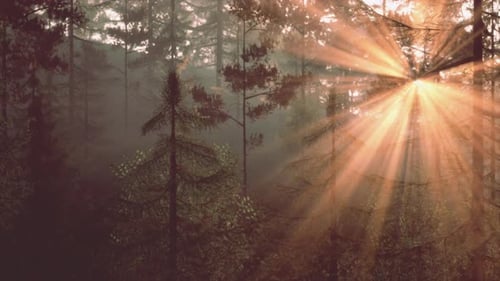 Sun Rays Filtering Through the Dense Forest Trees