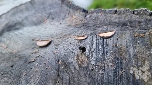 The tradition of coins beaten into felled forest tree trunk wood grain as an offering of luck health