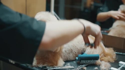 Fluffy Dog Getting Groomed at Pet Salon