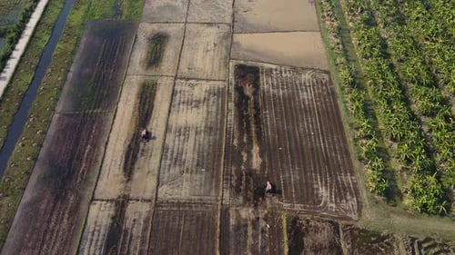 Luftbild eines Landwirts im roten Traktor, der Land für den Reisanbau vorbereitet, während Vögel herumfliegen.