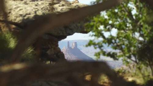 Dramatic rock spires seen through foreground foliage on canyon rim