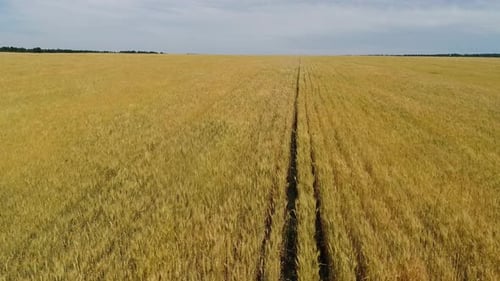 Field of Ripe Wheat
