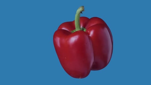 Red Pepper Rotating on Blue Chroma Key Background