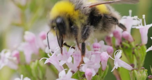 Fluffy Bumble Bee Pollinating Delicate Pink Flowers
