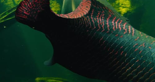 Arapaima Gigas or Pirarucu Fish Swimming in Pond