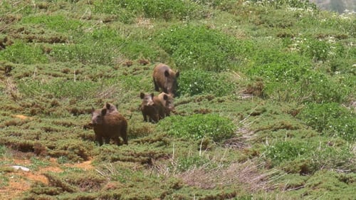 Wildschwein Weibchenherde und junger Mount Hermon