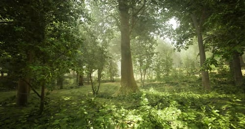 Quiet Forest Morning with Sunlight Filtering Through Lush Trees