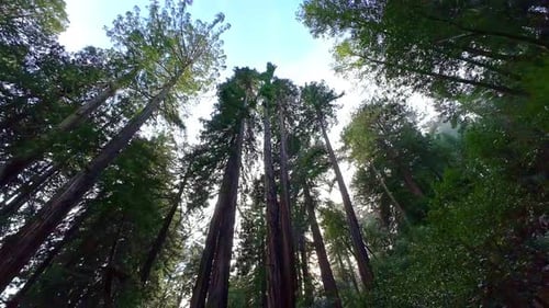Redwood Forest Trees at Muir Woods National Monument with a Tilt Up Perspective Panning Down.