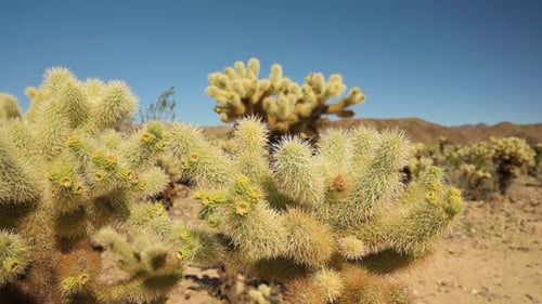 Der stachelige Cholla-Kaktus in der trockenen Wüste in Tucson, Arizona, USA an einem sonnigen Tag. -Nahaufnahme