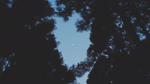 Mirando hacia arriba a través de un dosel de árboles por la noche, ángulo bajo