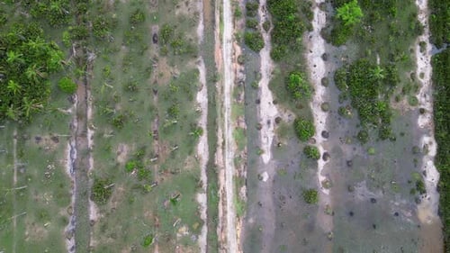 Aerial view dry bare tree