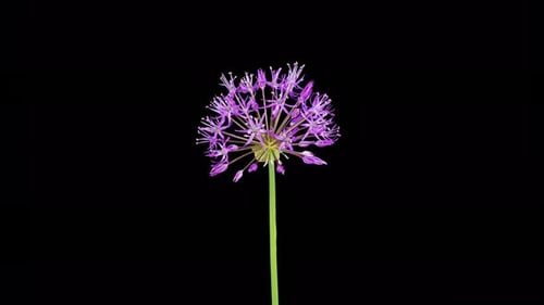 Flor floreciente de Allium Christophii de color violeta grande