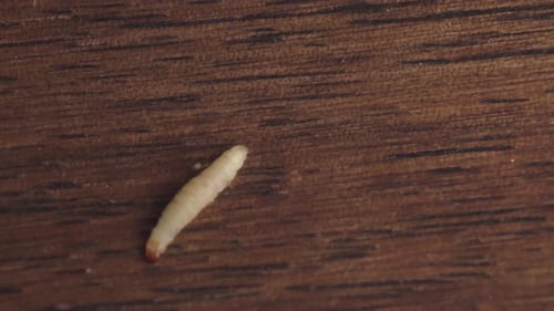 Moving Larva on Wooden Background