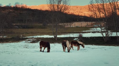 Beautiful Amazing Fluffy Horses in Winter Season Grazing on Mountain Background