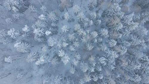 Winter Landscape with Snowy Forest
