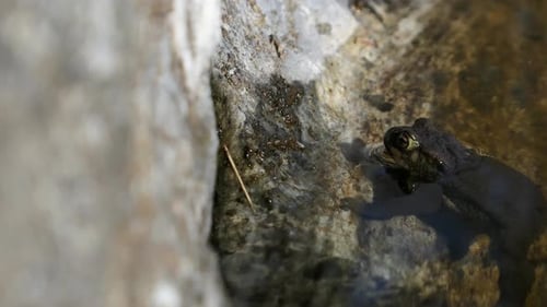 Toad frog hanging on to rock in water shoreline and then swimming away, close up